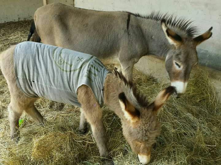 בית הארחה סנטה טרזה גאיורה 	Eucaliptus Farm Retreat מראה חיצוני תמונה
