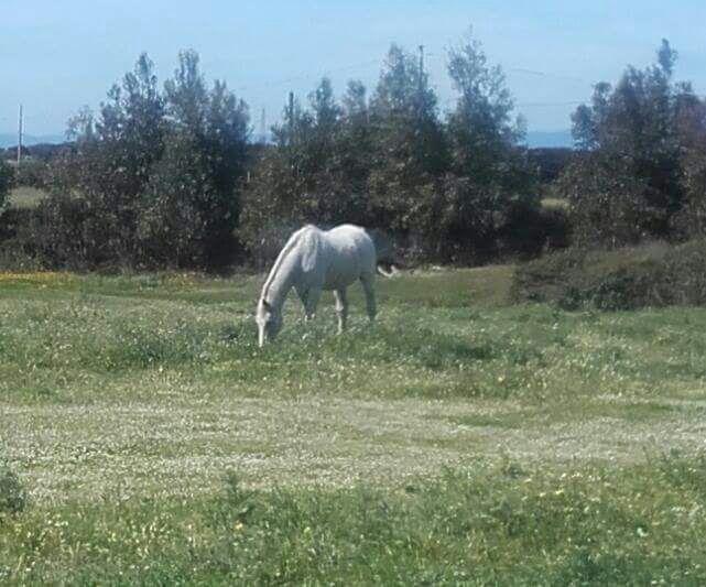 בית הארחה סנטה טרזה גאיורה 	Eucaliptus Farm Retreat מראה חיצוני תמונה